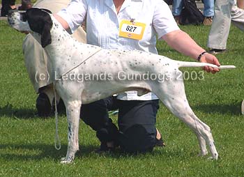 DCC & 1st post Graduate Dog